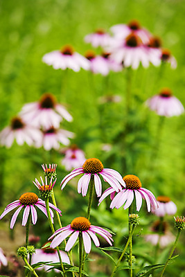 포토 JPG 주간 자연 풍경 사람없음 야외 아웃포커스 들꽃 식물원 국내여행 대전 국내포토 자연요소 꽃 여행 한국 촬영기법 생태계 파일형식