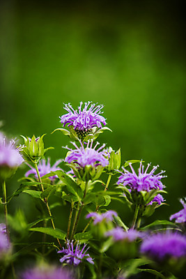 포토 JPG 주간 자연 풍경 사람없음 야외 아웃포커스 들꽃 소프트포커스 식물원 국내여행 대전 국내포토 자연요소 꽃 여행 한국 촬영기법 생태계 파일형식