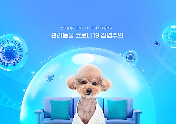 PSD 편집이미지 한마리 반려견 하늘색 경고 사람없음 파란색 소파 물방울 보호 담요 푸들 감염 반려 코로나바이러스 감염예방 델타변이바이러스 이미지편집 1 컬러 컨셉 의자 반려동물 바이러스 개 사회이슈 예방 파일형식