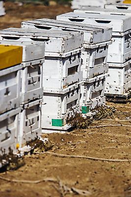 포토 JPG 주간 사람없음 야외 아웃포커스 꿀벌 특산물 벌집 양봉 양봉장 울진 국내포토 자연요소 촬영기법 벌_곤충 경상북도 파일형식