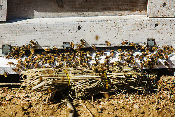 포토 JPG 주간 사람없음 야외 꿀벌 특산물 벌집 양봉 양봉장 울진 국내포토 자연요소 벌_곤충 경상북도 파일형식