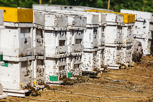 포토 JPG 주간 사람없음 야외 꿀벌 특산물 벌집 양봉 양봉장 울진 국내포토 자연요소 벌_곤충 경상북도 파일형식