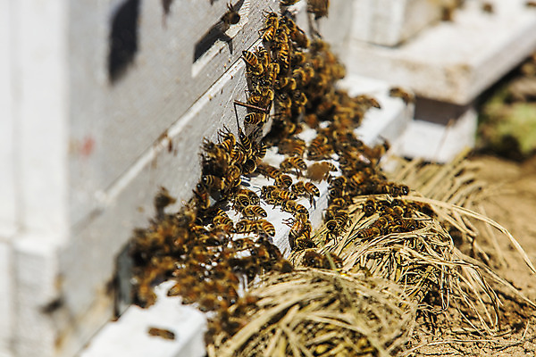 포토 JPG 주간 사람없음 야외 아웃포커스 꿀벌 특산물 벌집 양봉 양봉장 울진 국내포토 자연요소 촬영기법 벌_곤충 경상북도 파일형식