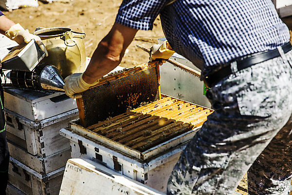 포토 JPG 주간 손 한명 들기 성인 야외 뒷모습 아웃포커스 신체부위 꿀벌 특산물 벌집 양봉 양봉장 울진 성인남자한명만 국내포토 자연요소 1 뷰포인트 모션 촬영기법 사람 벌_곤충 경상북도 남자한명만 성인남자만 파일형식