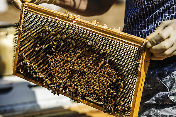 포토 JPG 주간 들기 상반신 성인 야외 옆모습 잡기 꿀벌 특산물 꿀 벌집 양봉 양봉장 울진 성인남자한명만 국내포토 자연요소 뷰포인트 모션 사람 벌_곤충 경상북도 남자한명만 성인남자만 파일형식