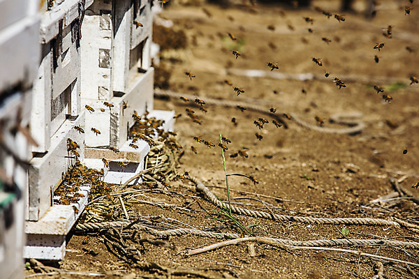 포토 JPG 주간 사람없음 야외 아웃포커스 꿀벌 특산물 벌집 양봉 양봉장 울진 국내포토 자연요소 촬영기법 벌_곤충 경상북도 파일형식