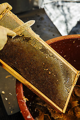 포토 JPG 손 들기 아웃포커스 신체부위 칼 꿀벌 특산물 꿀 벌집 꿀채취 양봉 양봉장 울진 국내포토 모션 촬영기법 사람 벌_곤충 경상북도 수집 파일형식