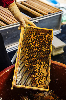 포토 JPG 손 들기 신체부위 특산물 꿀 벌집 꿀채취 양봉 양봉장 울진 국내포토 모션 사람 경상북도 수집 파일형식