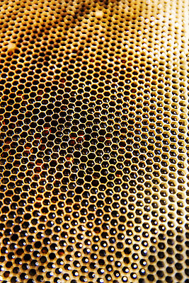 포토 JPG 사람없음 특산물 벌집 양봉 양봉장 울진 국내포토 경상북도 파일형식