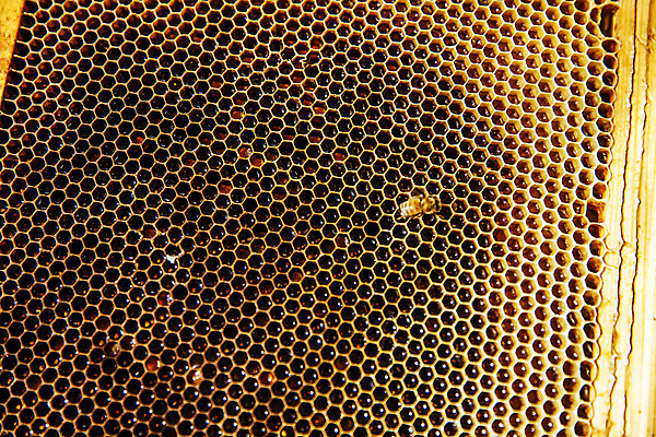 포토 JPG 한마리 사람없음 꿀벌 특산물 벌집 양봉 양봉장 울진 국내포토 1 벌_곤충 경상북도 파일형식