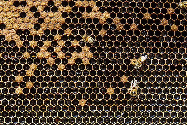 포토 JPG 세마리 근접촬영 사람없음 꿀벌 특산물 꿀 벌집 양봉 양봉장 울진 국내포토 뷰포인트 3 벌_곤충 경상북도 파일형식