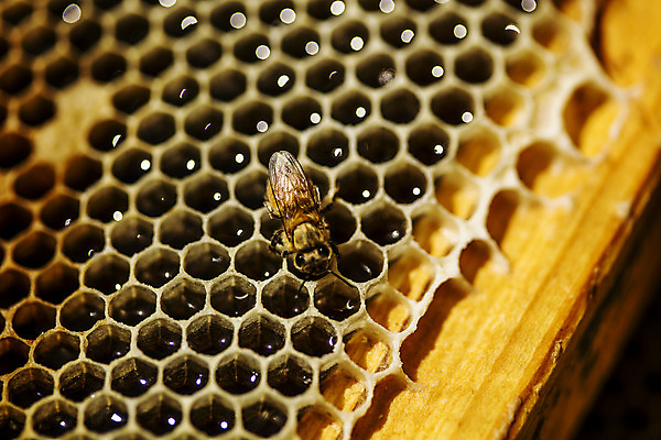 포토 JPG 한마리 근접촬영 사람없음 꿀벌 특산물 꿀 벌집 양봉 양봉장 울진 국내포토 1 뷰포인트 벌_곤충 경상북도 파일형식