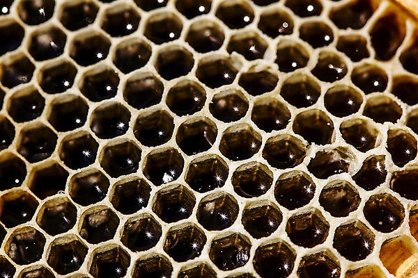 포토 JPG 근접촬영 사람없음 특산물 꿀 벌집 양봉 양봉장 울진 국내포토 뷰포인트 경상북도 파일형식