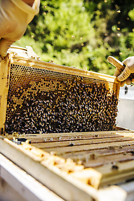 포토 JPG 주간 손 장갑 들기 사람없음 야외 아웃포커스 신체부위 꿀벌 특산물 꿀 벌집 꿀채취 양봉 양봉장 울진 국내포토 자연요소 잡화 모션 촬영기법 사람 벌_곤충 경상북도 수집 파일형식