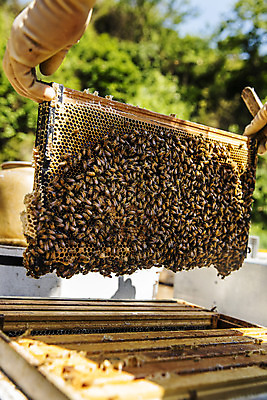 포토 JPG 주간 손 들기 야외 아웃포커스 신체부위 꿀벌 특산물 꿀 벌집 꿀채취 양봉 양봉장 울진 국내포토 자연요소 모션 촬영기법 사람 벌_곤충 경상북도 수집 파일형식