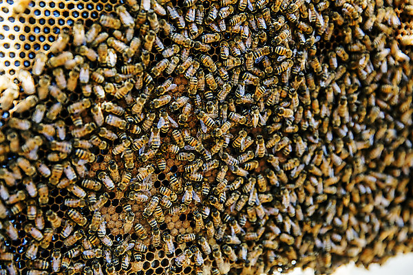 포토 JPG 주간 사람없음 야외 꿀벌 가득함 특산물 꿀 양봉 양봉장 울진 국내포토 자연요소 벌_곤충 경상북도 파일형식