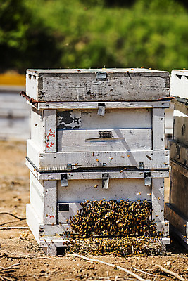포토 JPG 주간 사람없음 야외 아웃포커스 꿀벌 특산물 꿀 벌집 양봉 양봉장 울진 국내포토 자연요소 촬영기법 벌_곤충 경상북도 파일형식
