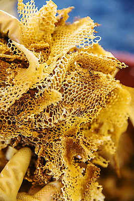 포토 JPG 주간 들기 근접촬영 사람없음 야외 아웃포커스 특산물 꿀 벌집 꿀채취 양봉 양봉장 울진 국내포토 자연요소 뷰포인트 모션 촬영기법 경상북도 수집 파일형식