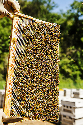 포토 JPG 주간 손 들기 야외 아웃포커스 신체부위 꿀벌 특산물 꿀 벌집 꿀채취 양봉 양봉장 울진 국내포토 자연요소 모션 촬영기법 사람 벌_곤충 경상북도 수집 파일형식