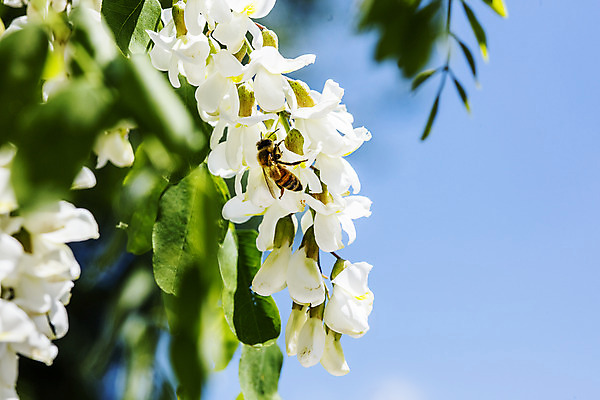 포토 JPG 주간 한마리 사람없음 야외 아웃포커스 꿀벌 특산물 아카시아 양봉 양봉장 울진 국내포토 자연요소 나무 1 촬영기법 벌_곤충 경상북도 파일형식