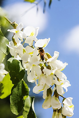 포토 JPG 주간 한마리 사람없음 야외 아웃포커스 꿀벌 특산물 아카시아 양봉 양봉장 울진 국내포토 자연요소 나무 1 촬영기법 벌_곤충 경상북도 파일형식
