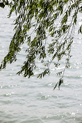 포토 JPG 주간 풍경 사람없음 야외 나뭇가지 경주 경상북도 버드나무 보문호 국내포토 자연요소 나무 호수 경주_경상북도 경상도 파일형식