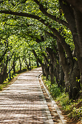 포토 JPG 주간 풍경 사람없음 야외 산책로 경주 경상북도 버드나무 보문호 국내포토 자연요소 나무 길 호수 경주_경상북도 경상도 파일형식