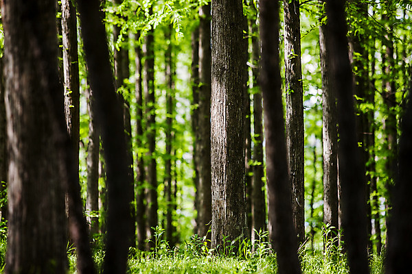 포토 JPG 주간 나무 풍경 사람없음 야외 아웃포커스 산책로 경주 숲 경상북도 보문호 국내포토 자연요소 식물 길 호수 촬영기법 경주_경상북도 경상도 파일형식