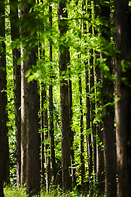 포토 JPG 주간 나무 풍경 사람없음 야외 산책로 경주 숲 경상북도 보문호 국내포토 자연요소 식물 길 호수 경주_경상북도 경상도 파일형식