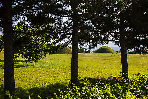 포토 JPG 주간 나무 풍경 사람없음 야외 경주 경상북도 고분 대릉원 국내포토 자연요소 식물 경주_경상북도 무덤 경상도 파일형식