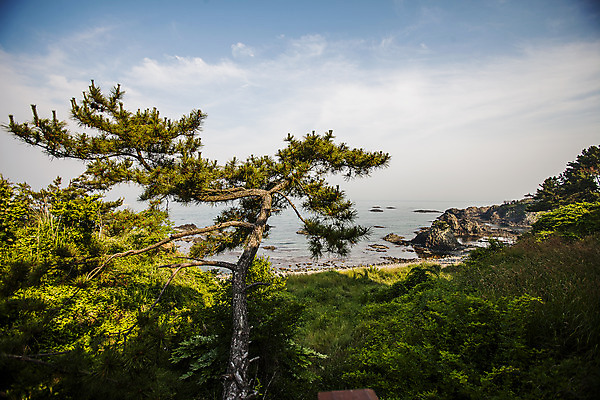 포토 JPG 주간 구름 바다 하늘 풍경 사람없음 야외 경주 소나무 경상북도 동해 국내포토 자연요소 나무 한국 경상도 파일형식