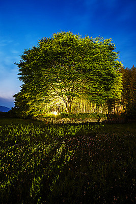 포토 JPG 야경 사람없음 야외 경주 경상북도 느티나무 국내포토 나무 야간 경상도 파일형식 풍경_경치