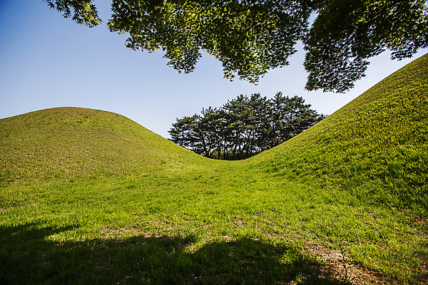 포토 JPG 주간 나무 풍경 사람없음 야외 경주 경상북도 고분 대릉원 국내포토 자연요소 식물 경주_경상북도 무덤 경상도 파일형식