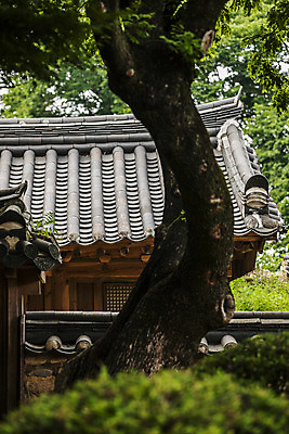 포토 JPG 주간 나무 한옥 풍경 사람없음 야외 경주 경상북도 기와지붕 대릉원 국내포토 자연요소 식물 한국전통 고건축 지붕 기와 경주_경상북도 경상도 파일형식