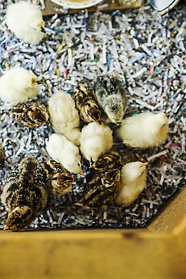 포토 JPG 여러마리 병아리 사람없음 아웃포커스 경주 경상북도 부화 메추리 국내포토 다수 조류 촬영기법 경상도 파일형식