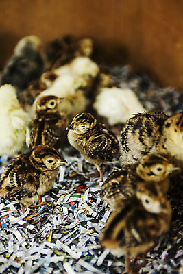 포토 JPG 여러마리 병아리 사람없음 아웃포커스 경주 경상북도 메추리 국내포토 다수 조류 촬영기법 경상도 파일형식