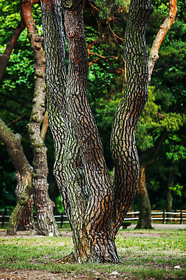 포토 JPG 주간 풍경 사람없음 야외 아웃포커스 경주 소나무 숲 경상북도 국내포토 자연요소 나무 촬영기법 경상도 파일형식
