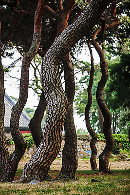 포토 JPG 주간 풍경 사람없음 야외 아웃포커스 경주 소나무 숲 경상북도 국내포토 자연요소 나무 촬영기법 경상도 파일형식