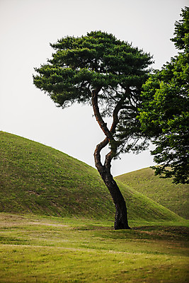 포토 JPG 주간 풍경 사람없음 야외 경주 소나무 경상북도 고분 국내포토 자연요소 나무 무덤 경상도 파일형식