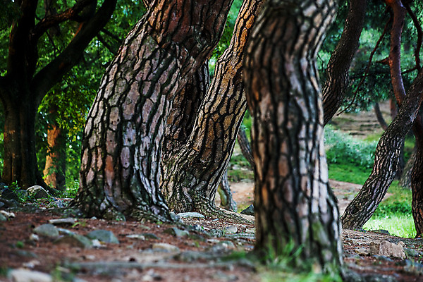 포토 JPG 주간 풍경 사람없음 야외 경주 소나무 숲 경상북도 국내포토 자연요소 나무 경상도 파일형식