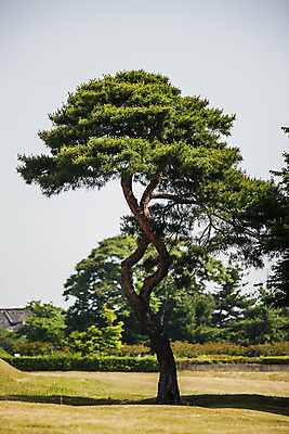 포토 JPG 주간 풍경 사람없음 야외 아웃포커스 경주 소나무 경상북도 국내포토 자연요소 나무 촬영기법 경상도 파일형식