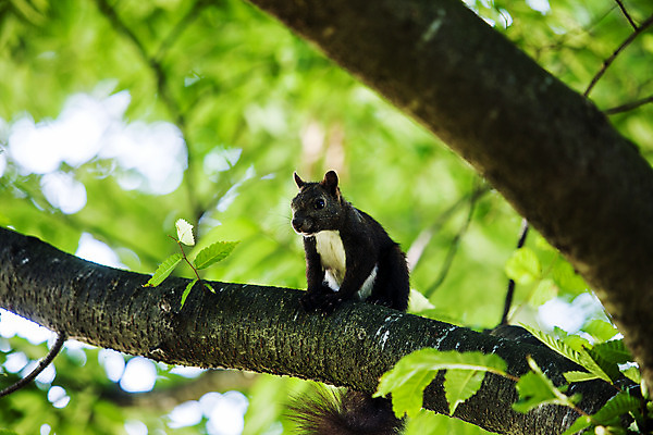 포토 JPG 주간 나무 한마리 풍경 사람없음 야외 아웃포커스 경주 경상북도 청설모 국내포토 자연요소 식물 1 촬영기법 경상도 파일형식