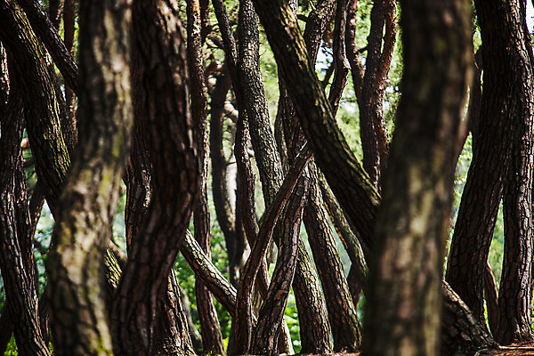 포토 JPG 주간 풍경 사람없음 야외 경주 소나무 경상북도 소나무숲 국내포토 자연요소 나무 숲 경상도 파일형식