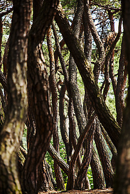 포토 JPG 주간 풍경 사람없음 야외 경주 소나무 경상북도 소나무숲 국내포토 자연요소 나무 숲 경상도 파일형식