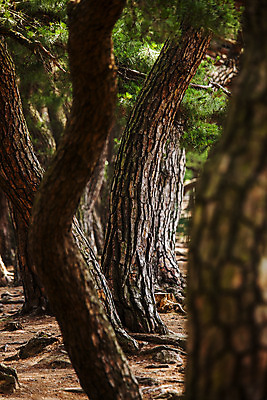 포토 JPG 주간 풍경 사람없음 야외 경주 소나무 경상북도 소나무숲 국내포토 자연요소 나무 숲 경상도 파일형식