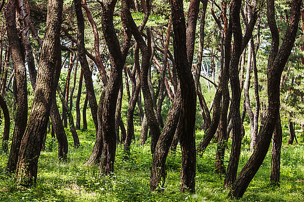 포토 JPG 주간 풍경 사람없음 야외 경주 소나무 경상북도 소나무숲 국내포토 자연요소 나무 숲 경상도 파일형식