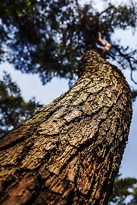 포토 JPG 주간 로우앵글 풍경 근접촬영 사람없음 야외 아웃포커스 경주 소나무 경상북도 국내포토 자연요소 나무 뷰포인트 촬영기법 경상도 파일형식