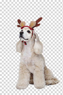 편집 편집이미지 한마리 반려견 누끼 사람없음 반려동물 귀여움 코커스패니얼 개 강아지 PNG 루돌프머리띠 반려 편집소스 동물 1 컨셉 포유류 스패니얼 머리띠 파일형식