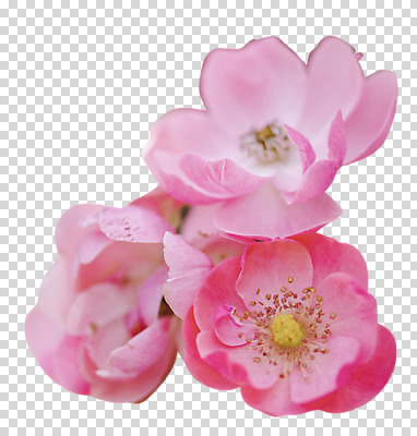 편집 편집이미지 누끼 사람없음 PNG 편집소스 쌍떡잎식물 찔레장미 식물 꽃 파일형식