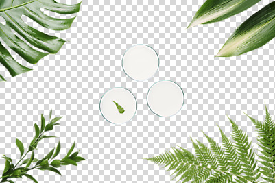 식물 편집 편집이미지 잎 누끼 사람없음 PNG 몬스테라 샬레 편집소스 실험기구 파일형식